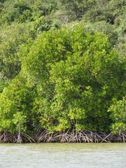 Rhizophora mucronata