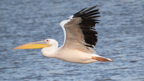 Great White Pelican, photo 4 of 9