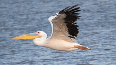 Great White Pelican photo 4