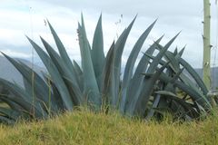 Agave