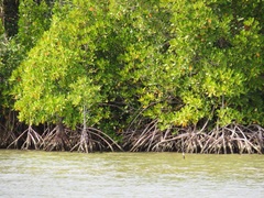 Rhizophora mucronata