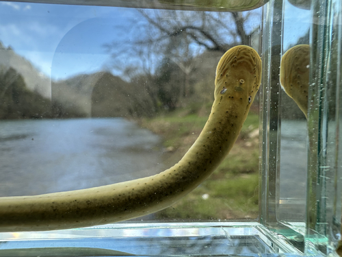 Allegheny brook lamprey (Ichthyomyzon greeleyi) — Petromyzontidae — 3