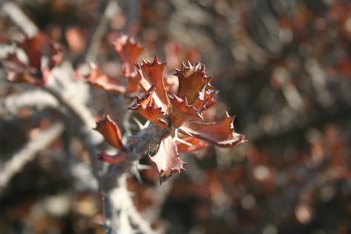 Euphorbia sudanica