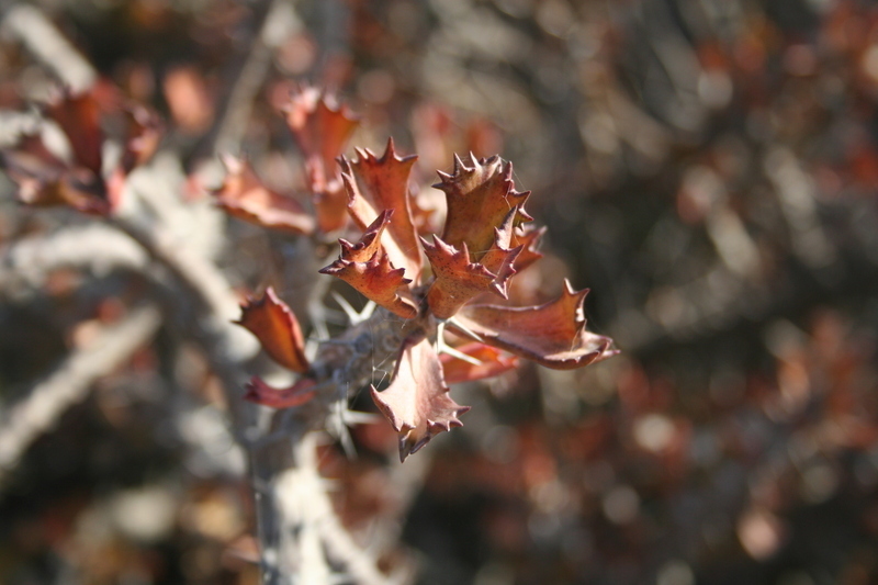 Euphorbia sudanica