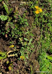 Erysimum hieraciifolium