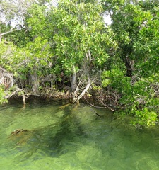 Rhizophora mucronata