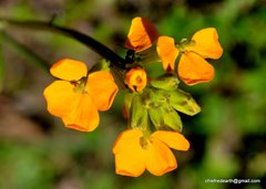 Erysimum hieraciifolium
