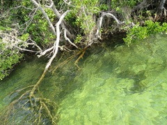 Rhizophora mucronata