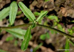 Erysimum hieraciifolium