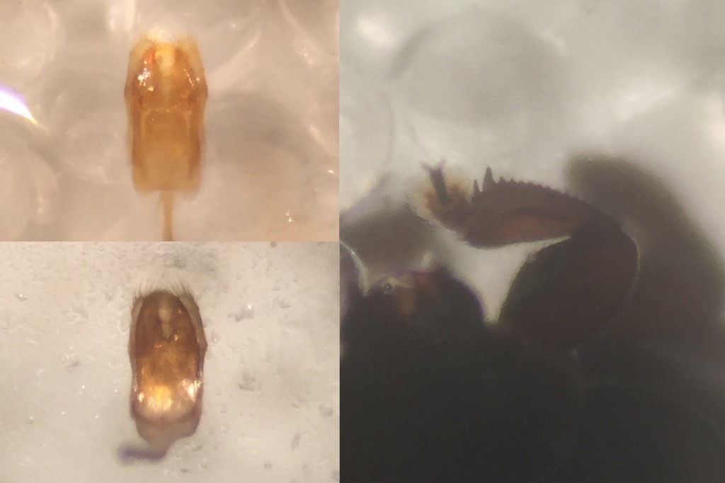 Lamiogethes pedicularius