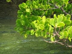 Rhizophora mucronata