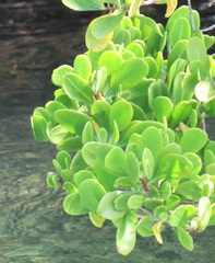 Rhizophora mucronata