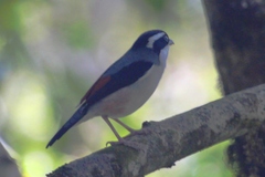 Pteruthius aeralatus validirostris