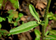 Erysimum hieraciifolium
