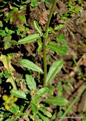 Erysimum hieraciifolium