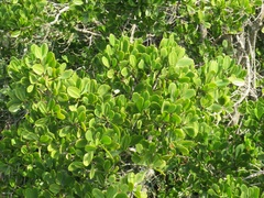 Rhizophora mucronata