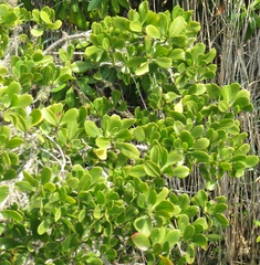 Rhizophora mucronata