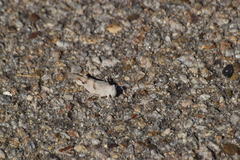 Trimerotropis californica