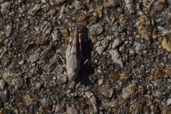 Trimerotropis californica