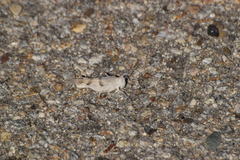 Trimerotropis californica