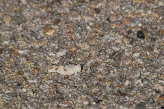 Trimerotropis californica