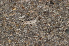 Trimerotropis californica