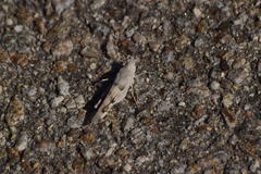 Trimerotropis californica