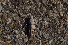 Trimerotropis californica