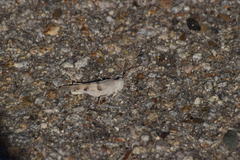 Trimerotropis californica