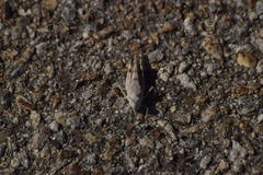 Trimerotropis californica