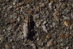 Trimerotropis californica