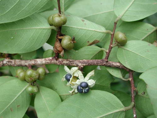 hairy peacockberry