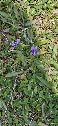 Viola mandshurica iNat (2)
