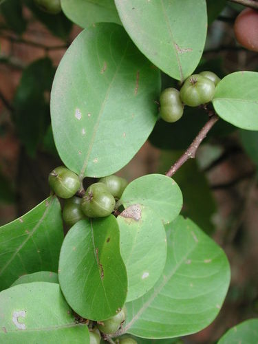hairy peacockberry