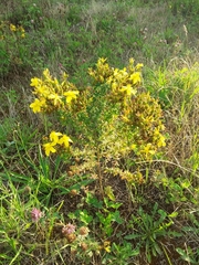 Hypericum