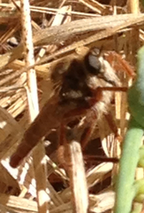 Stenopogon breviusculoides