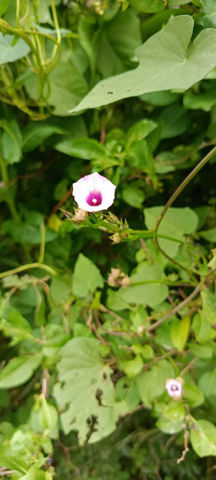 Imagem de Corda-de-viola