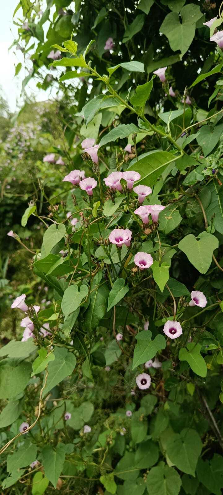 Imagem de Corda-de-viola