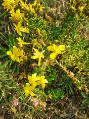 Hypericum