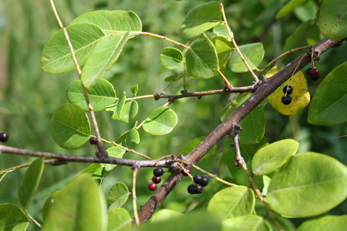 Phyllanthus muellerianus