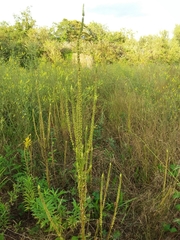 Reseda luteola