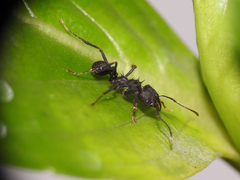 Acromyrmex lundii