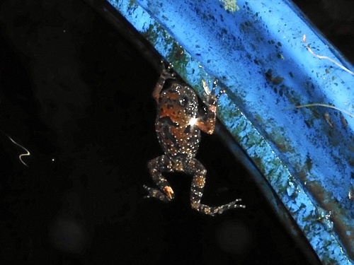 Jerdon's Narrow-mouthed Frog, Uperodon montanus