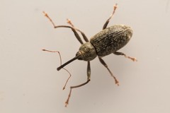 Dorytomus longimanus