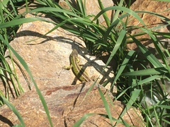 Lacerta agilis argus