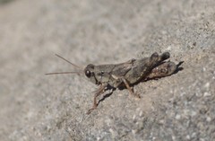 Melanoplus oreophilus