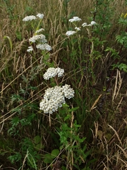 Achillea millefolium