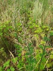 Artemisia vulgaris