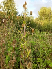 Dipsacus fullonum