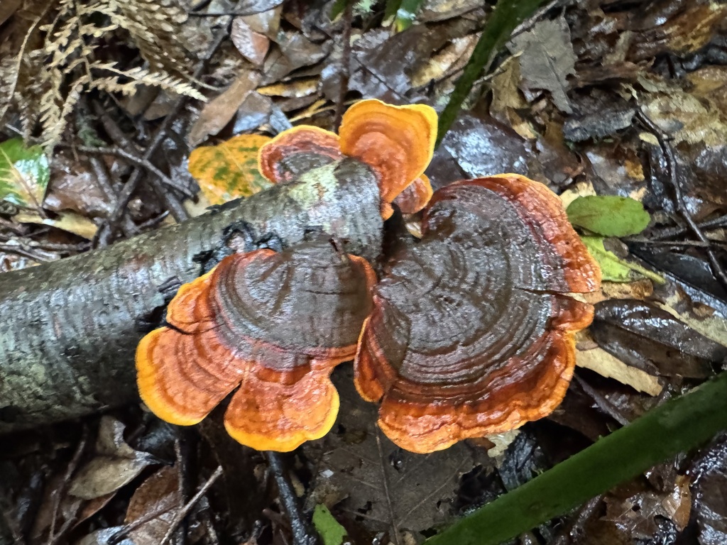 Stereum ostrea · March 2025 · photo: © calebcatto (iNaturalist, cc-by)